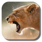 lion android application logo